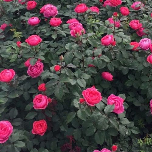 Roz închis - Trandafir copac cu trunchi înalt - cu flori tip trandafiri englezești - coroană tufiș